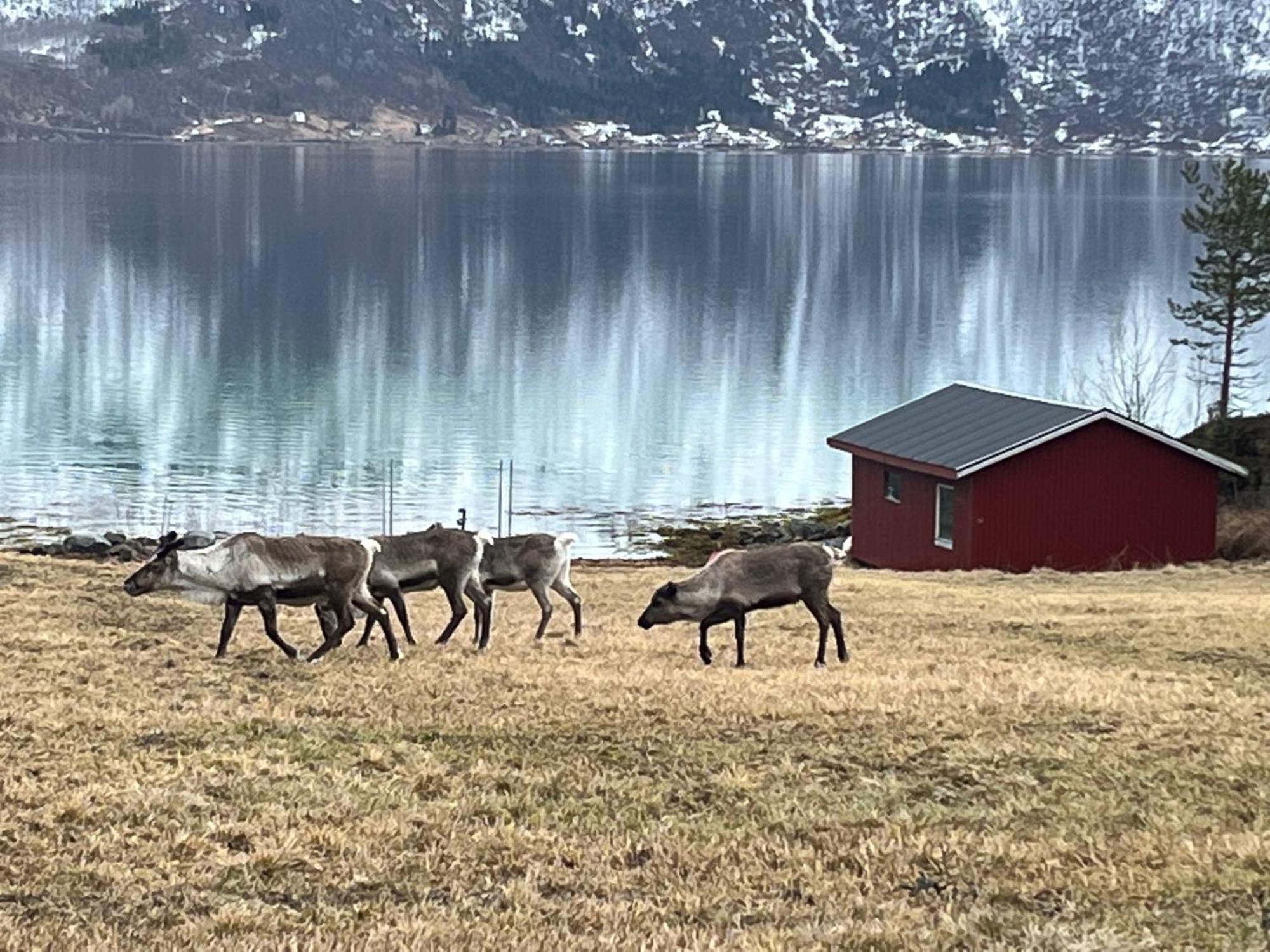Efjord And Stetind Resort - Cabin Kobbernestinden Ballangen ภายนอก รูปภาพ