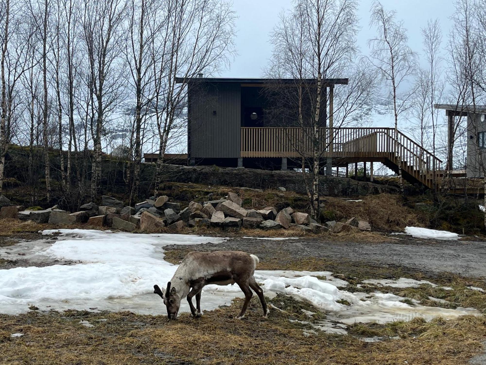 Efjord And Stetind Resort - Cabin Kobbernestinden Ballangen ภายนอก รูปภาพ
